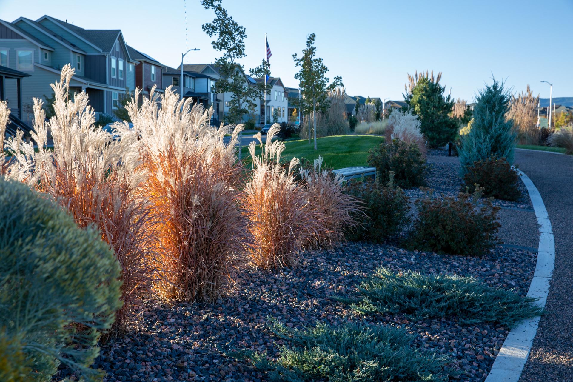 Fall colors and textures within the water conserving landscaping of a Denver planned community called Sterling Ranch