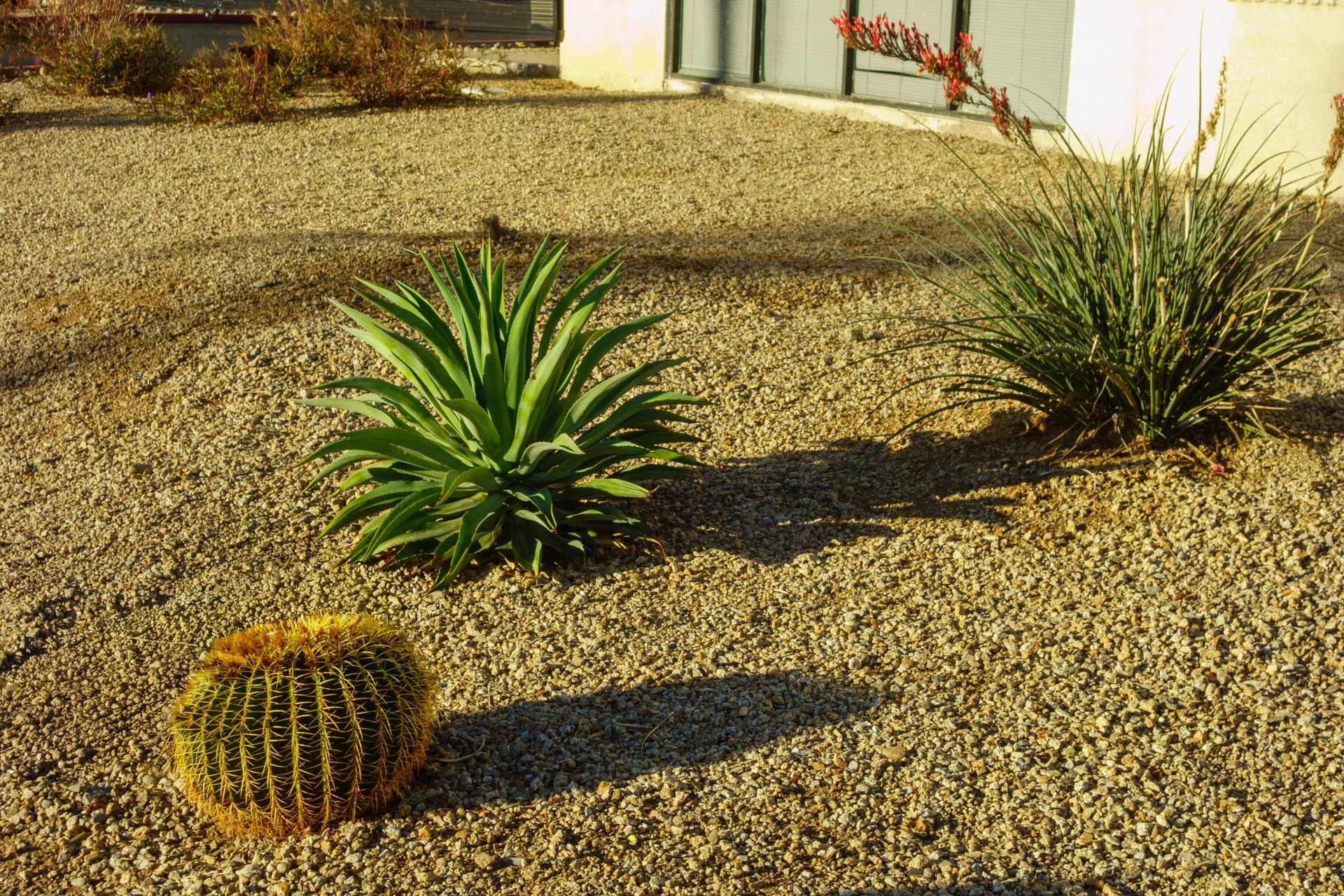 Xeriscaped driveway side with Barrel cactus, Agave and Red Yucca