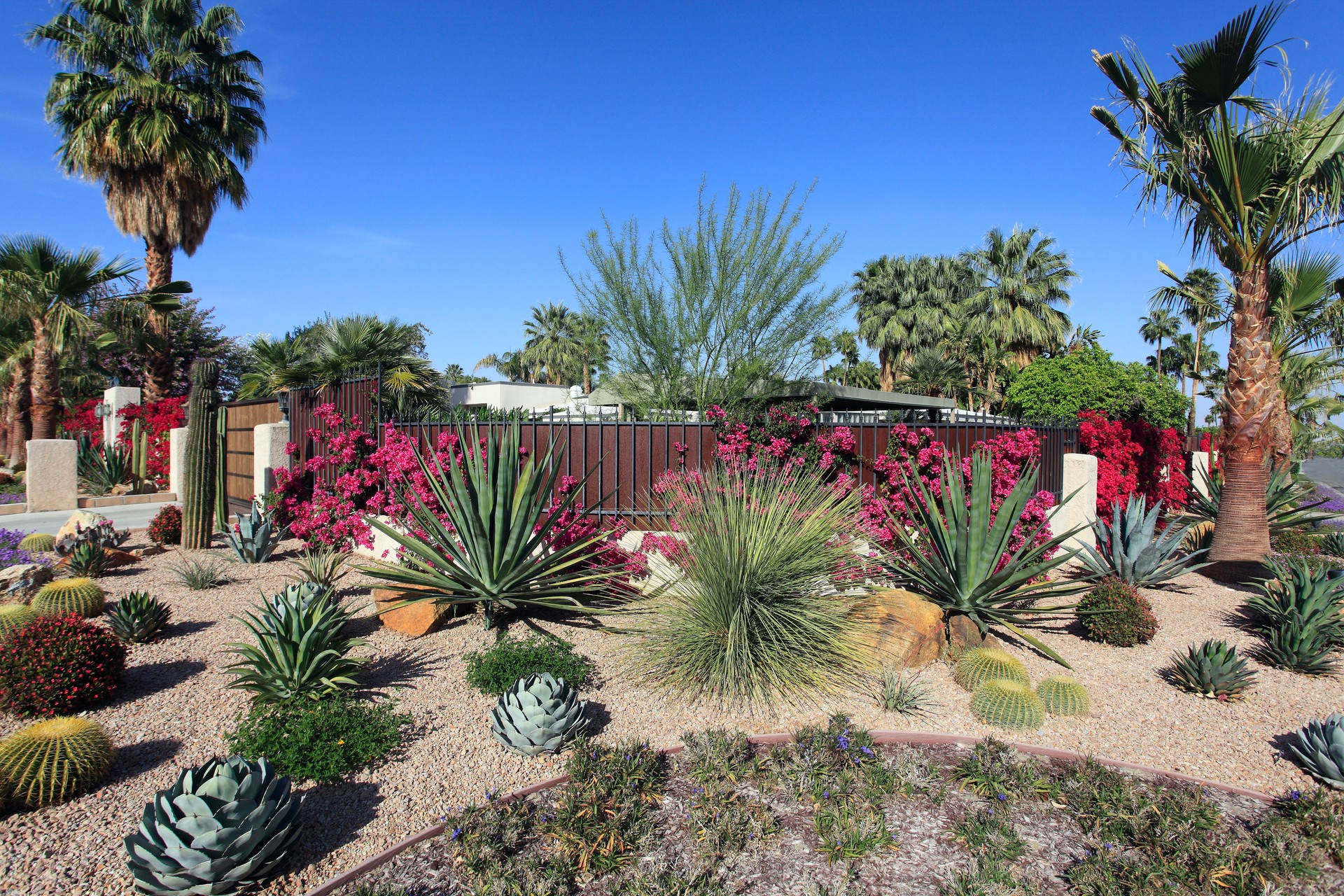 Spectacular Water Conservation Gardening With Cactus And Succulents